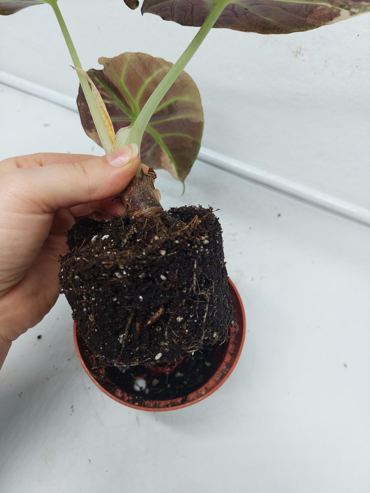 Alocasia Black Velvet Pink Variegata