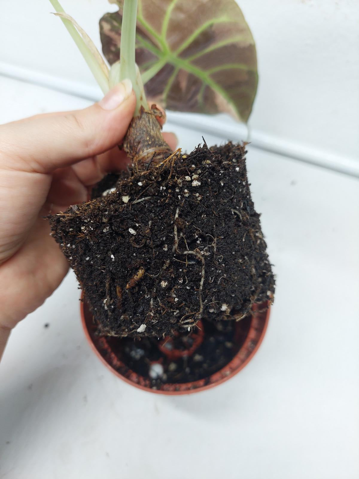 Alocasia Black Velvet Pink Variegata