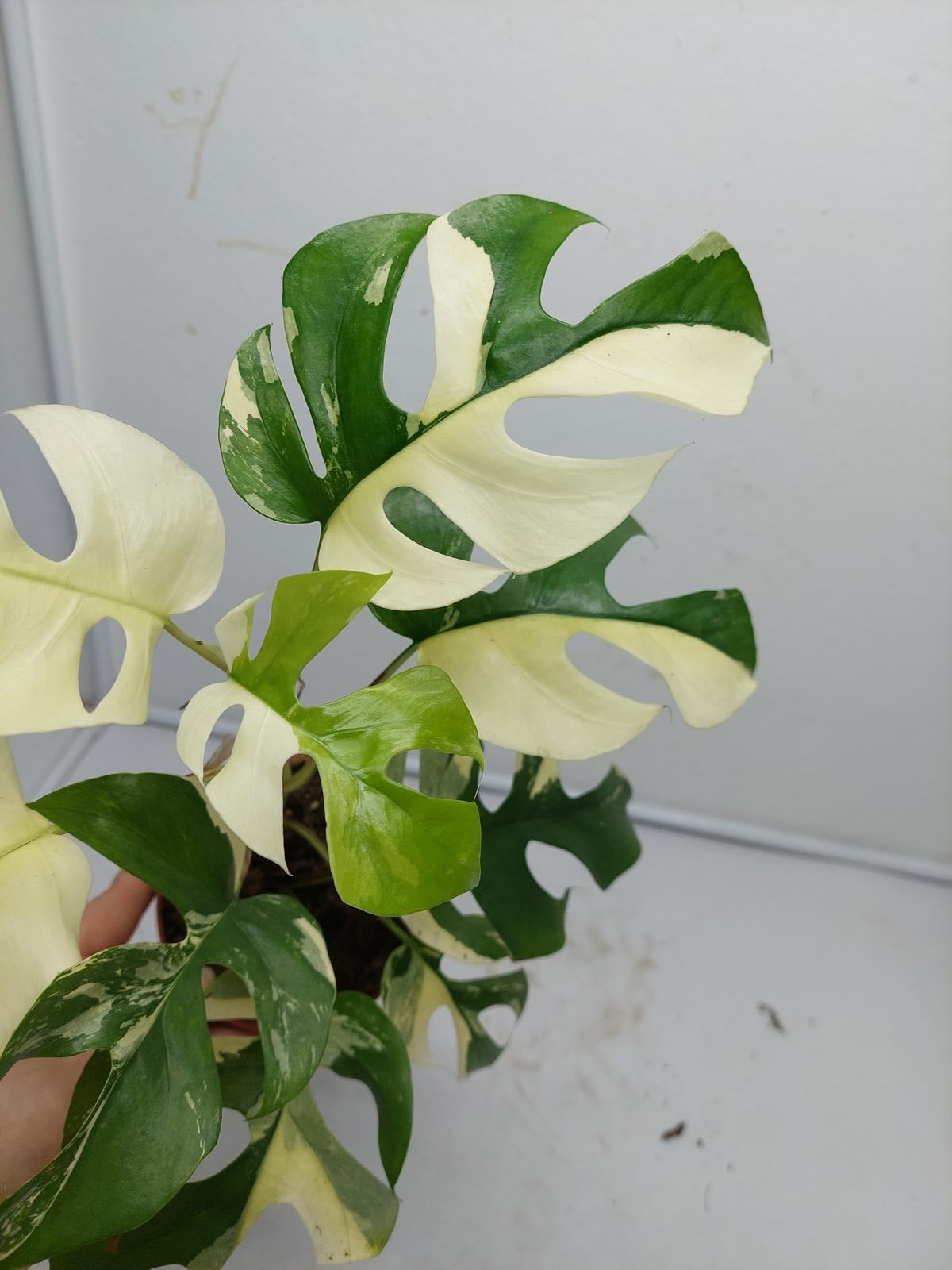 Raphidophora Tetrasperma / Monstera Minima Variegata