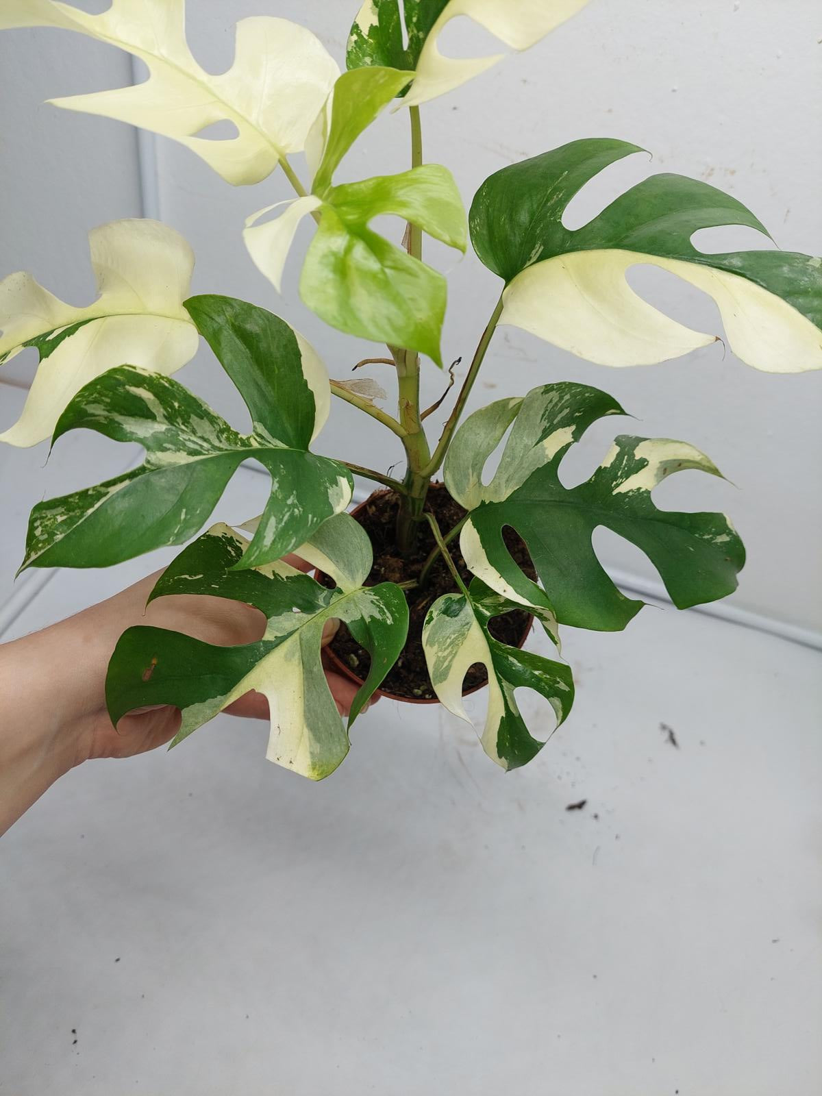 Raphidophora Tetrasperma / Monstera Minima Variegata