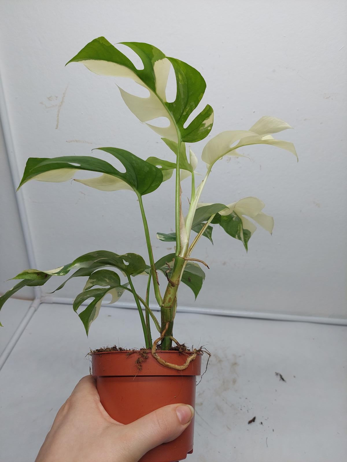 Raphidophora Tetrasperma / Monstera Minima Variegata