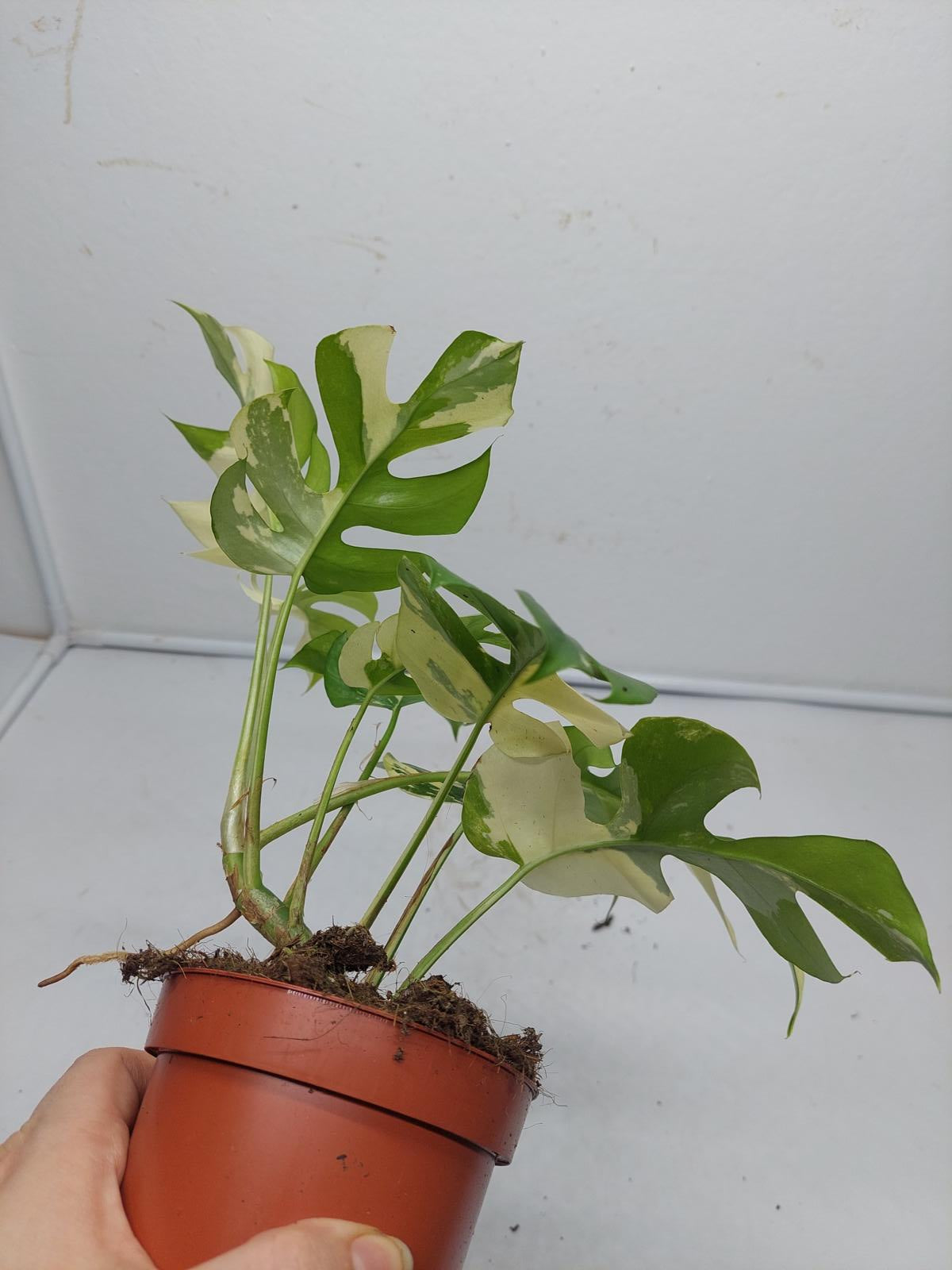 Raphidophora Tetrasperma / Monstera Minima Variegata