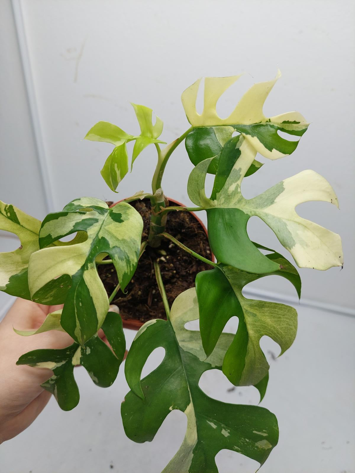 Raphidophora Tetrasperma / Monstera Minima Variegata