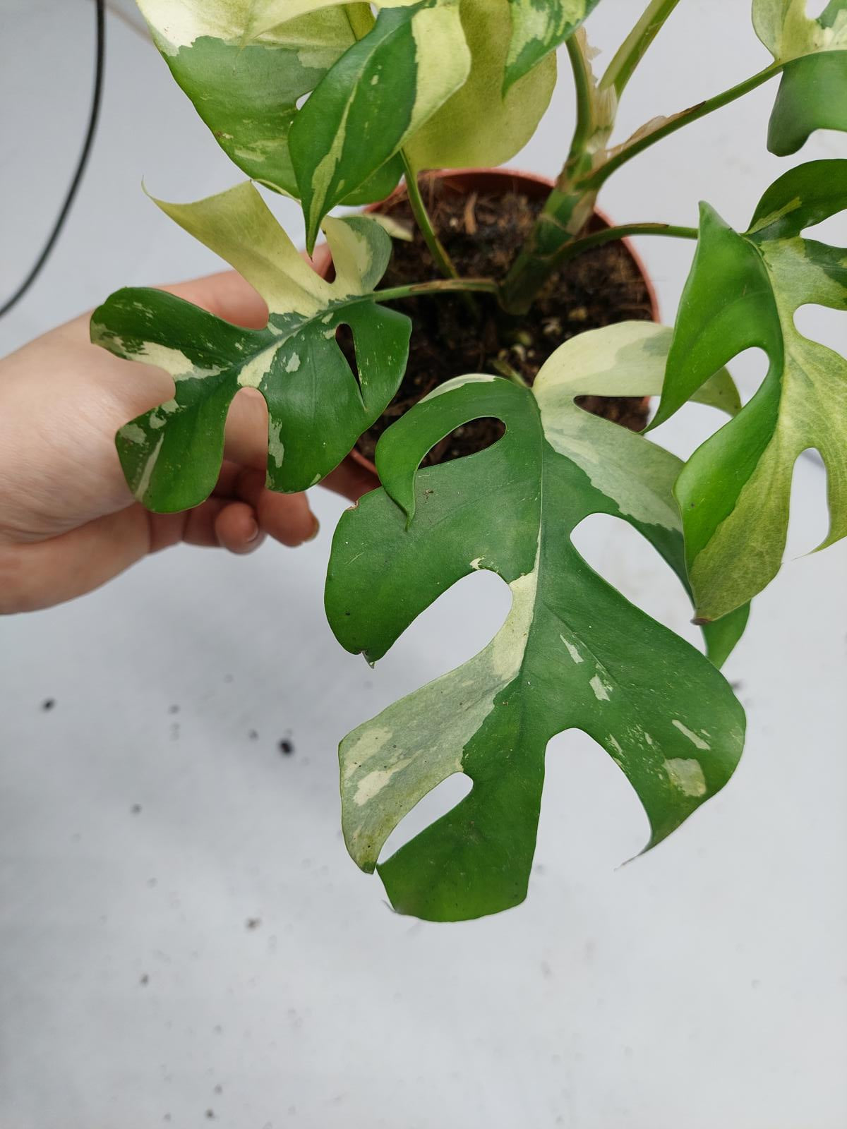 Raphidophora Tetrasperma / Monstera Minima Variegata