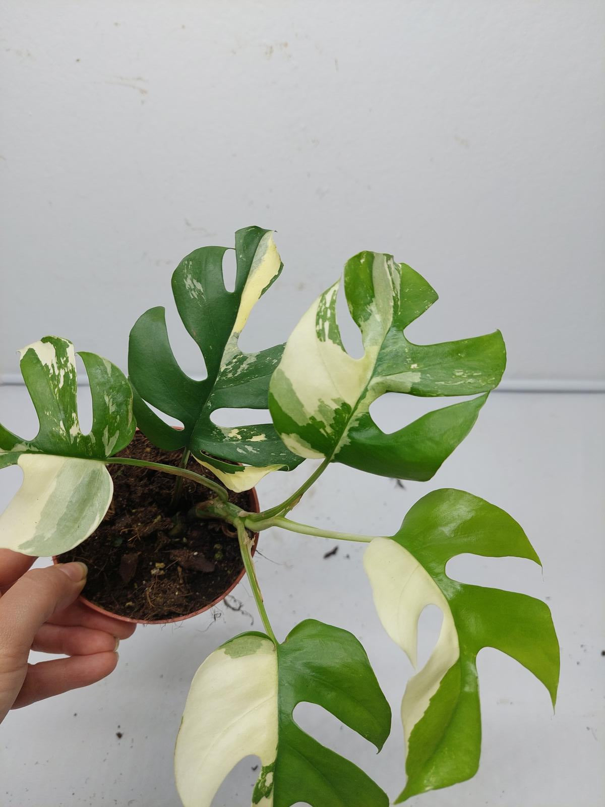 Raphidophora Tetrasperma / Monstera Minima Variegata