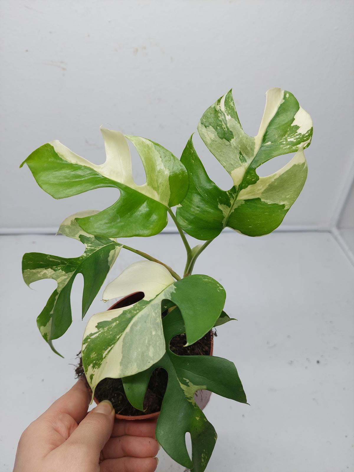 Raphidophora Tetrasperma / Monstera Minima Variegata