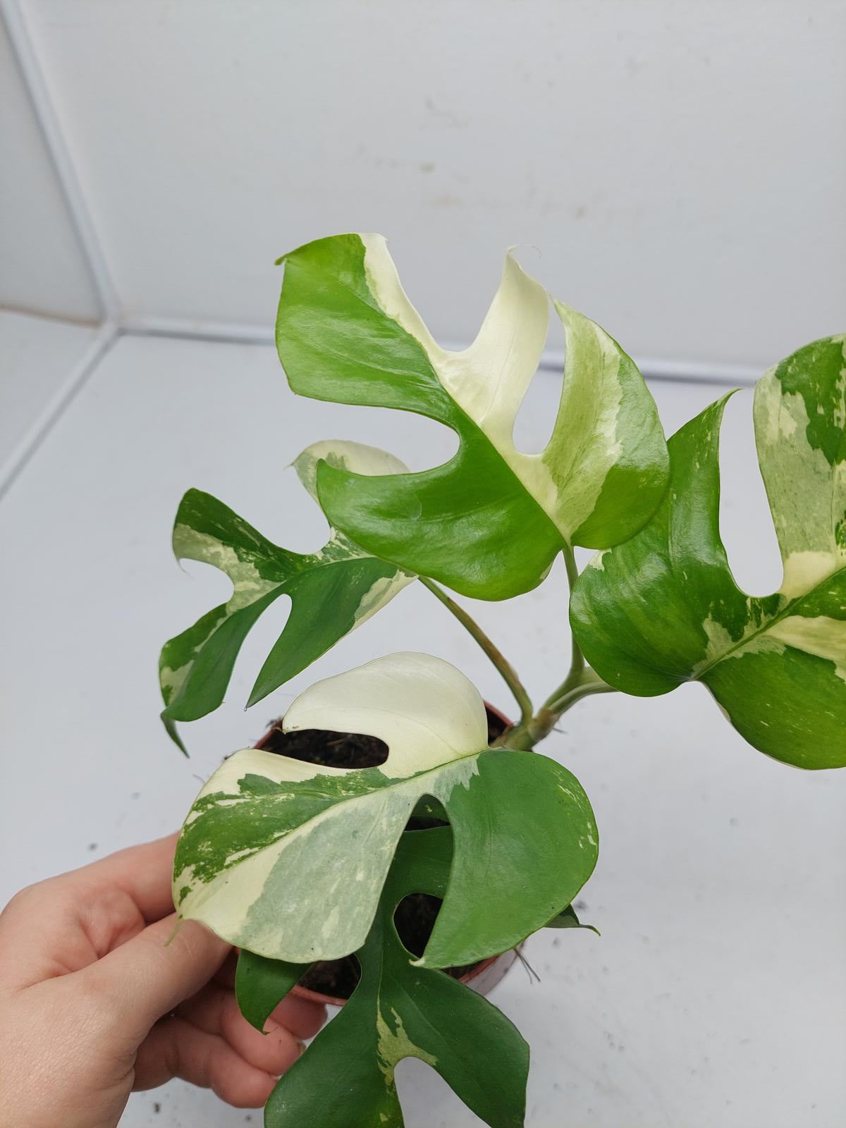 Raphidophora Tetrasperma / Monstera Minima Variegata