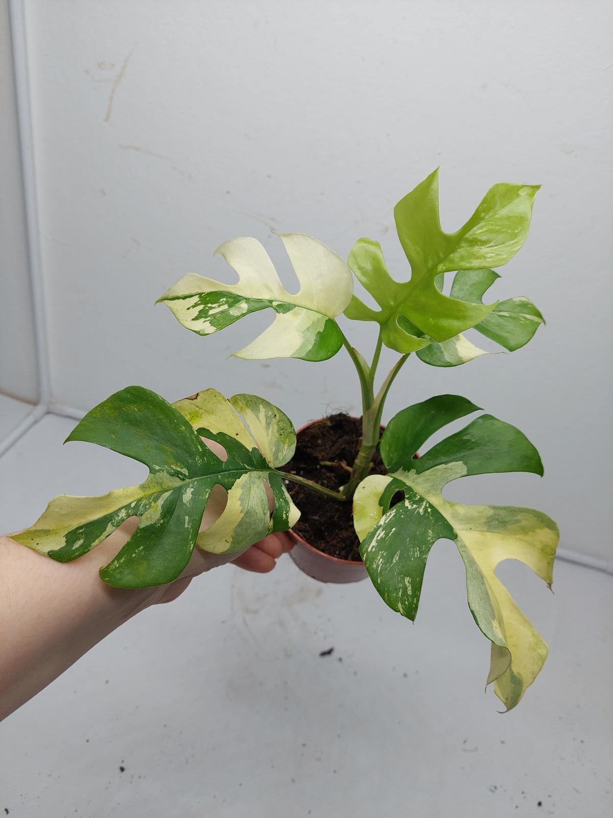 Raphidophora Tetrasperma / Monstera Minima Variegata