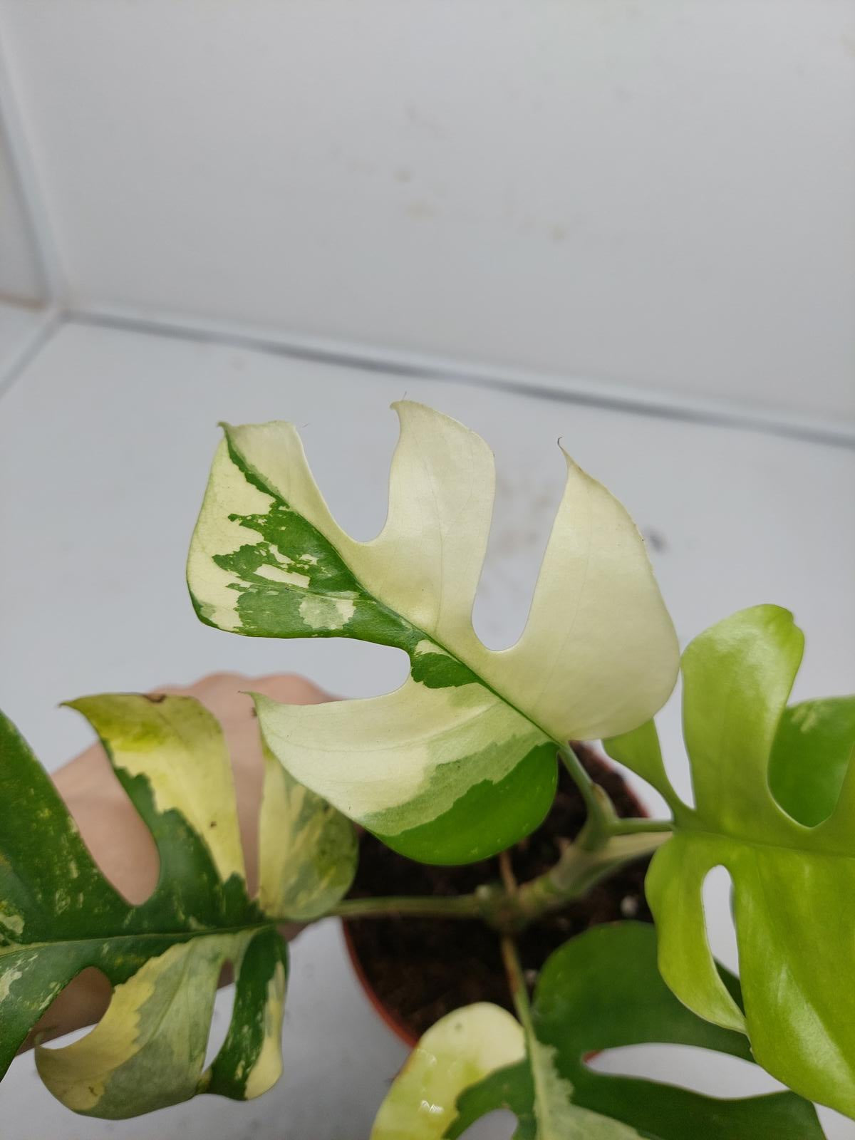 Raphidophora Tetrasperma / Monstera Minima Variegata