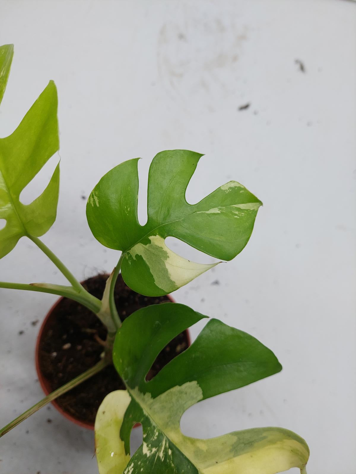 Raphidophora Tetrasperma / Monstera Minima Variegata