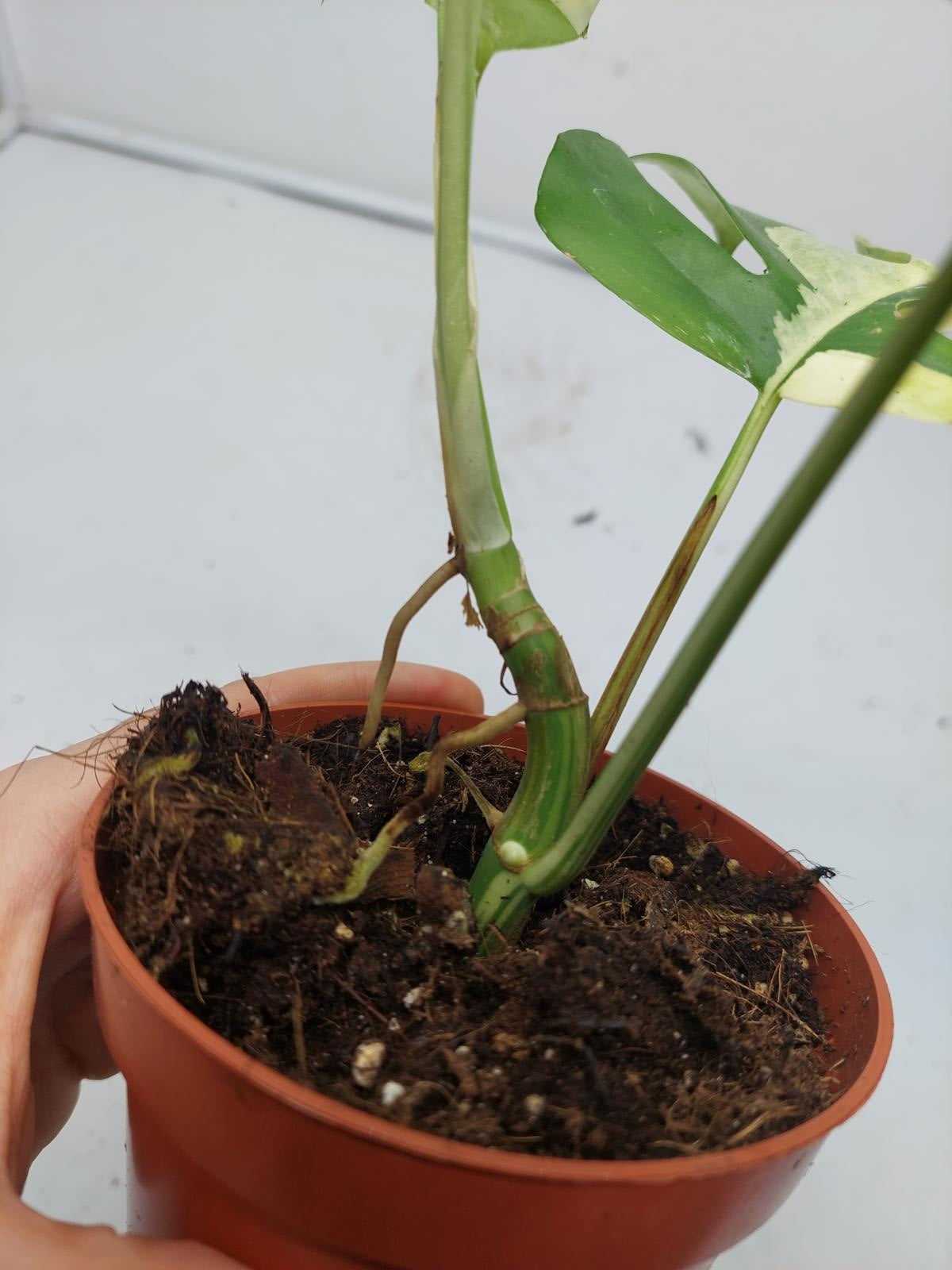 Raphidophora Tetrasperma / Monstera Minima Variegata