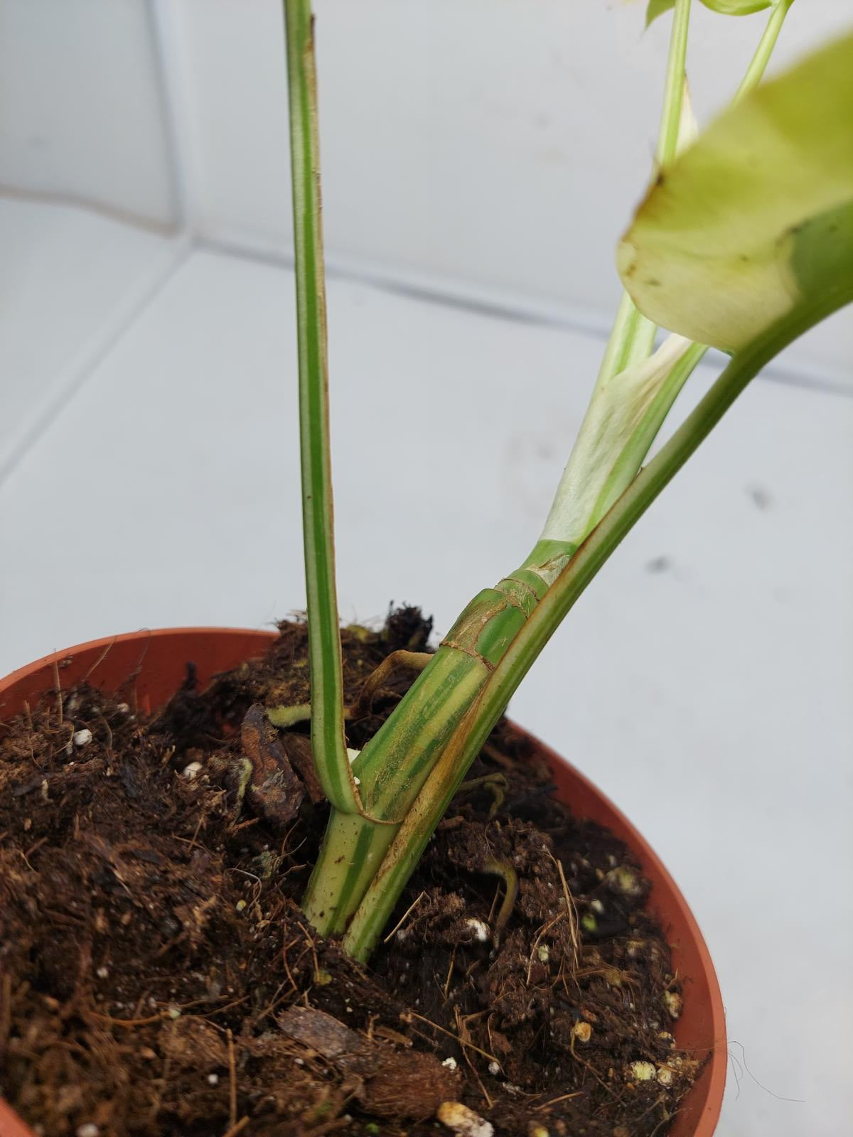 Raphidophora Tetrasperma / Monstera Minima Variegata