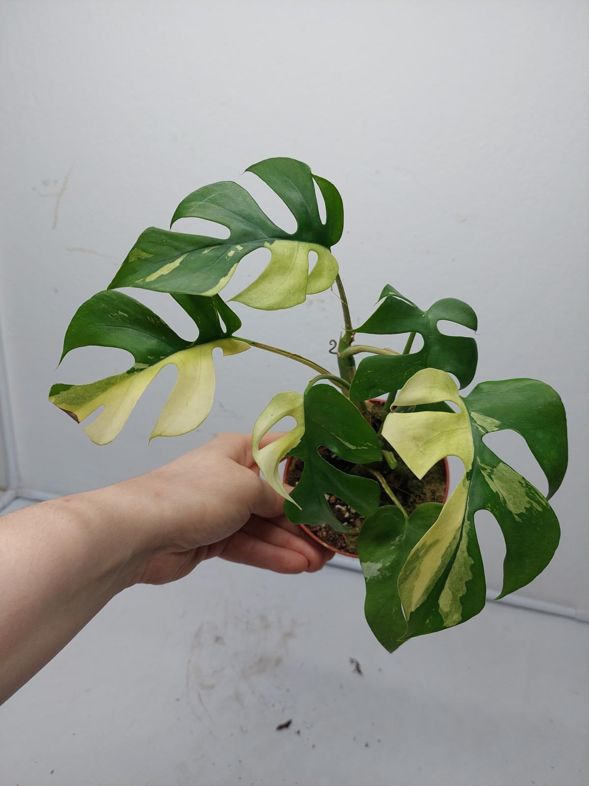 Raphidophora Tetrasperma / Monstera Minima Variegata