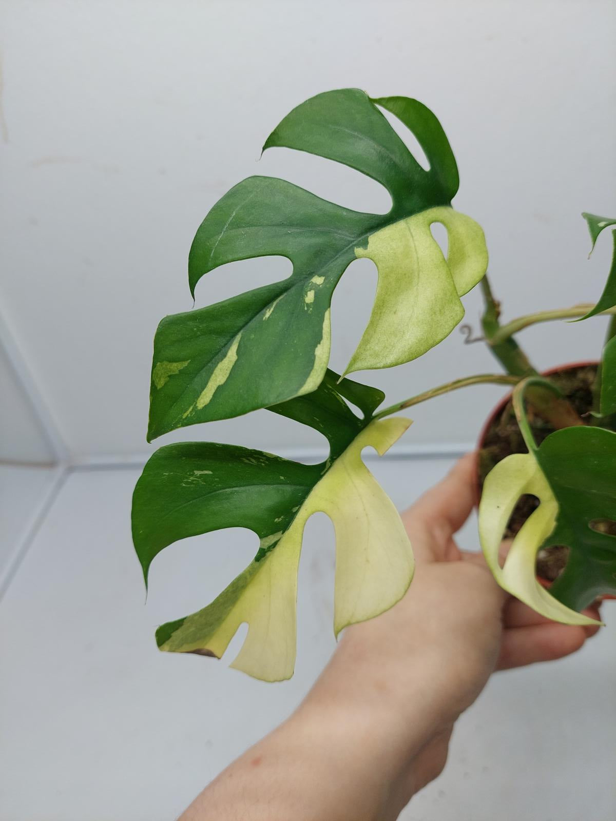 Raphidophora Tetrasperma / Monstera Minima Variegata