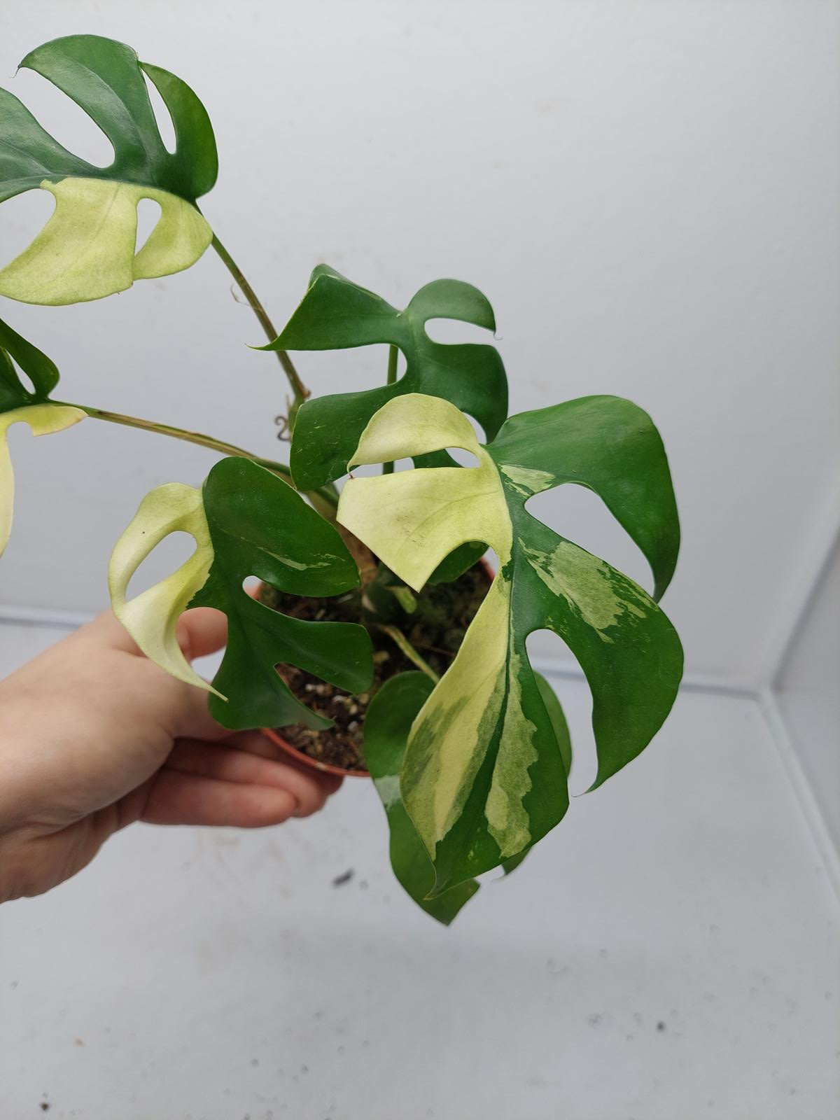 Raphidophora Tetrasperma / Monstera Minima Variegata