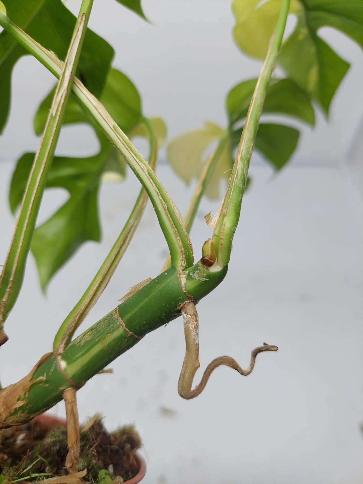 Raphidophora Tetrasperma / Monstera Minima Variegata