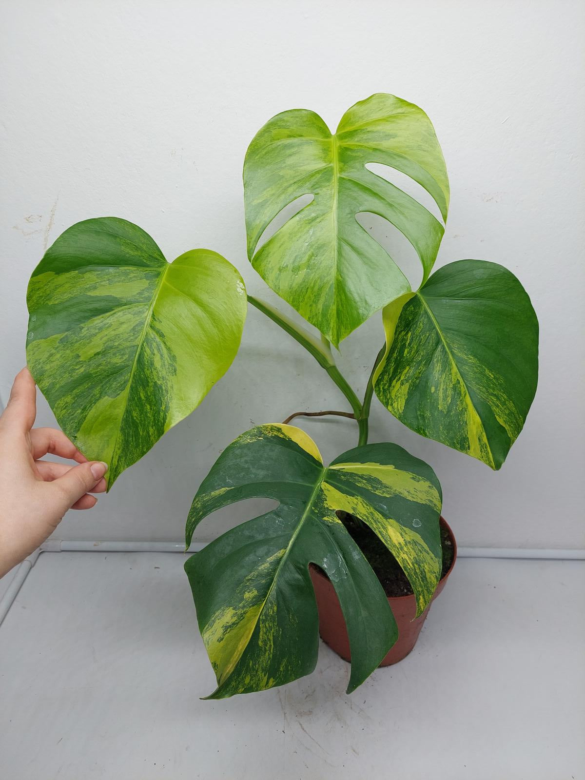 Monstera Aurea Variegata