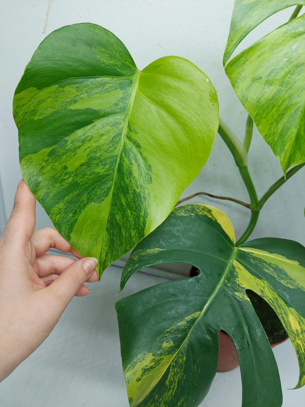 Monstera Aurea Variegata