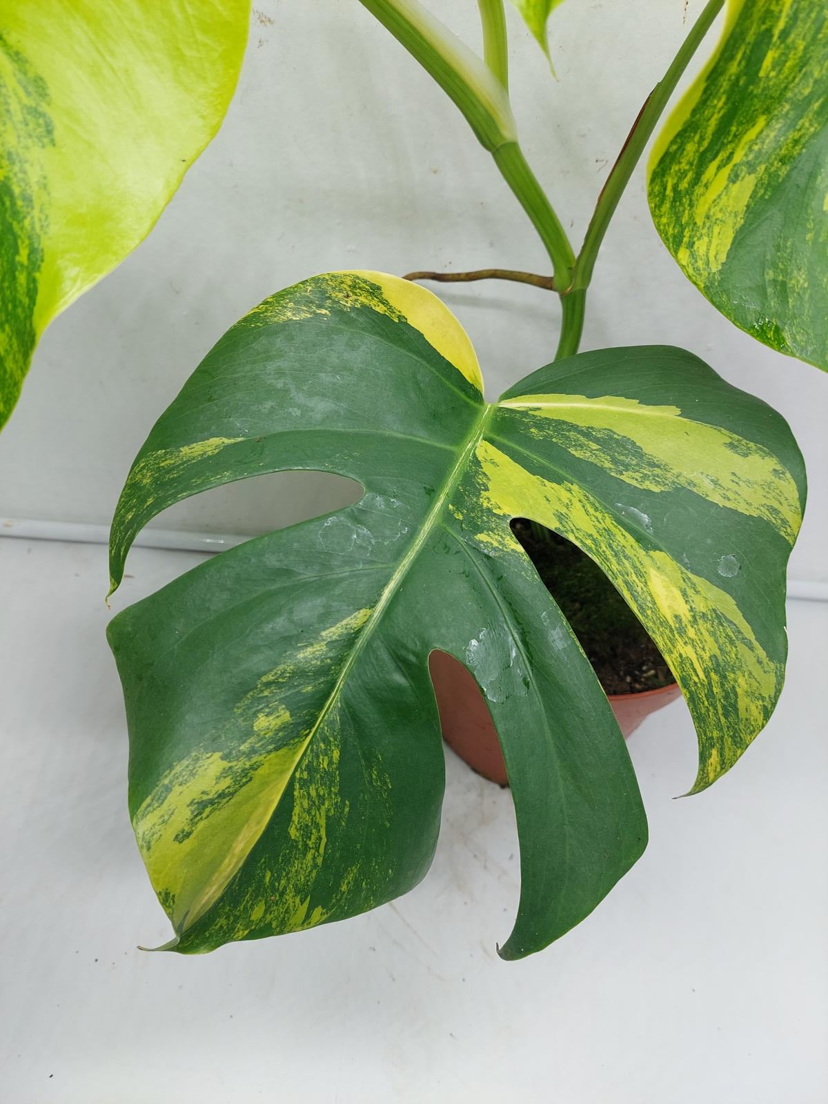 Monstera Aurea Variegata