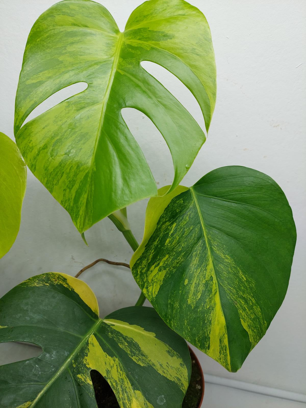 Monstera Aurea Variegata