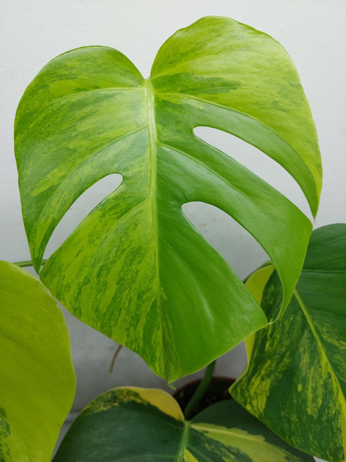 Monstera Aurea Variegata