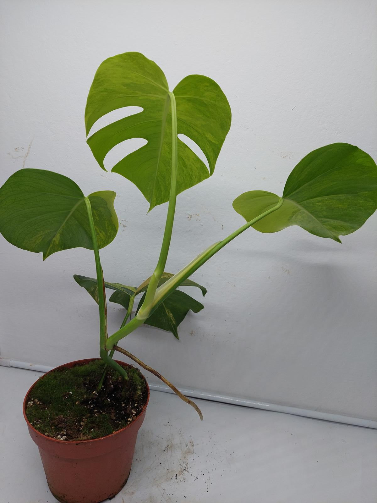 Monstera Aurea Variegata