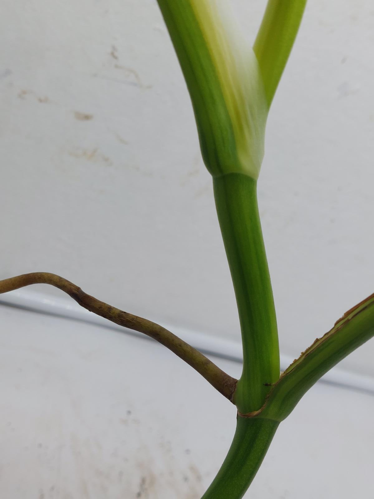 Monstera Aurea Variegata