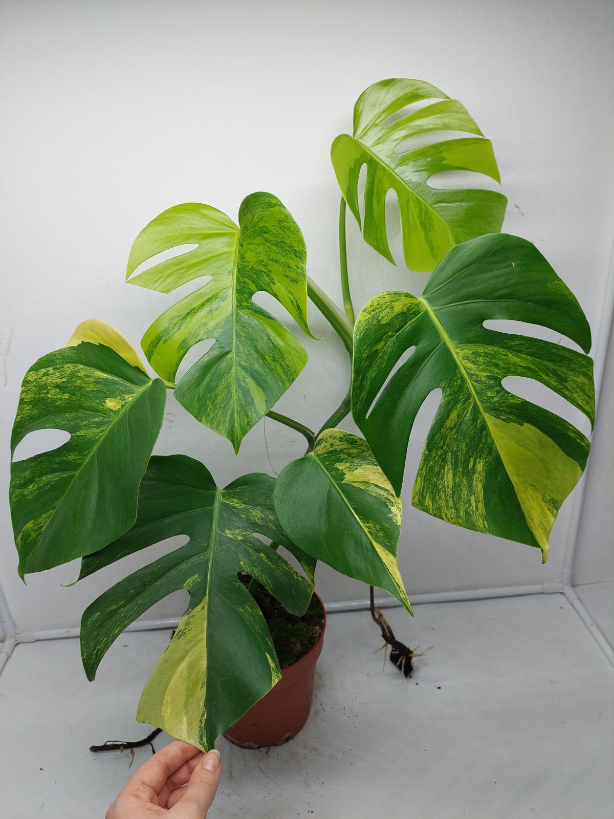 Monstera Aurea Variegata