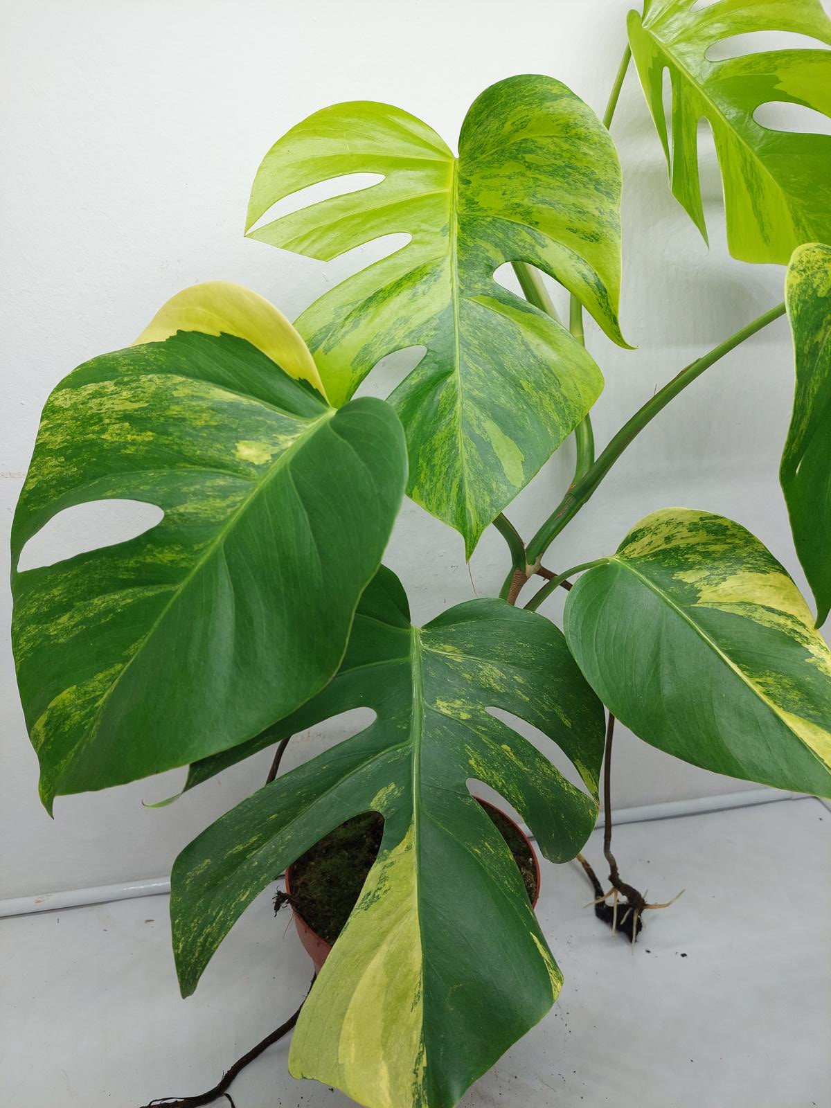 Monstera Aurea Variegata