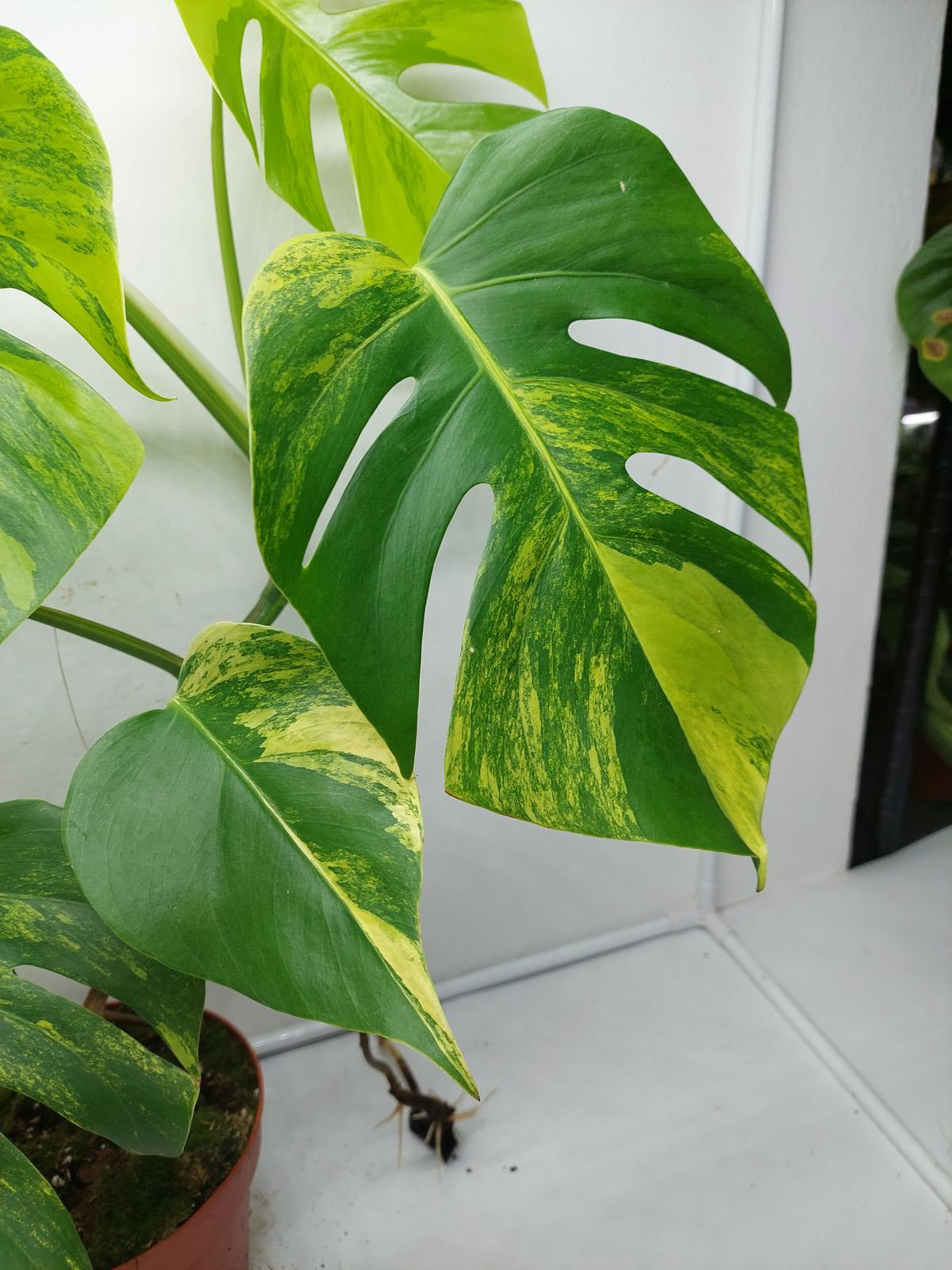 Monstera Aurea Variegata