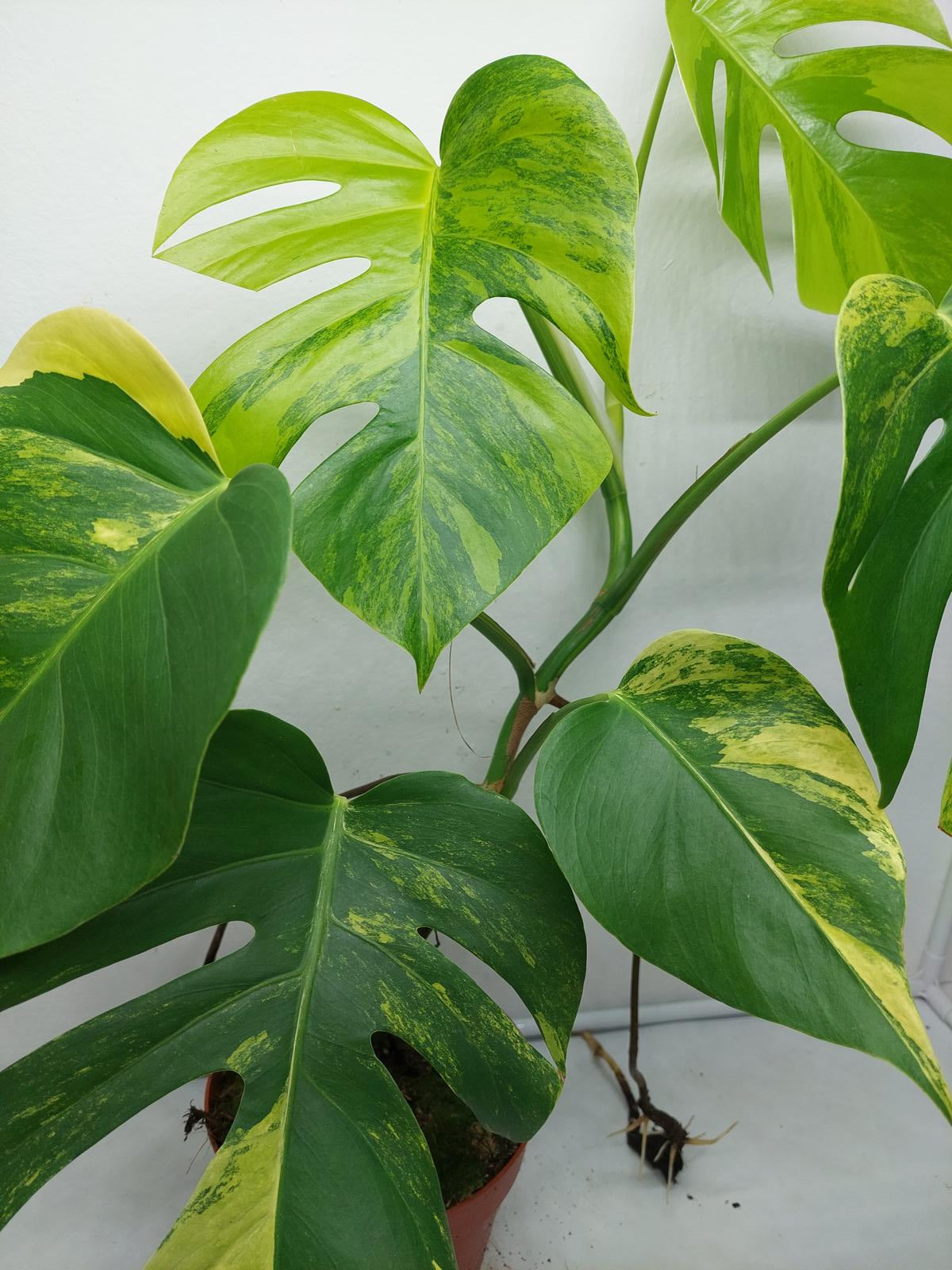 Monstera Aurea Variegata