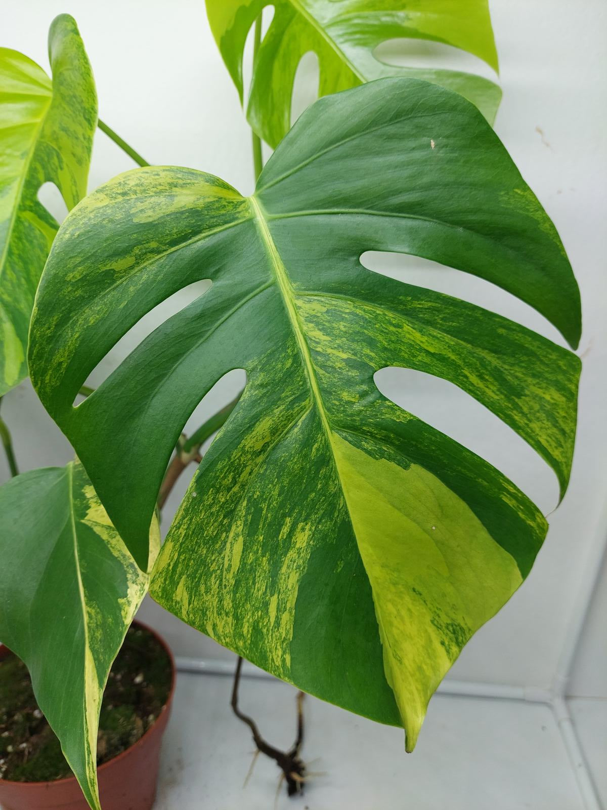 Monstera Aurea Variegata