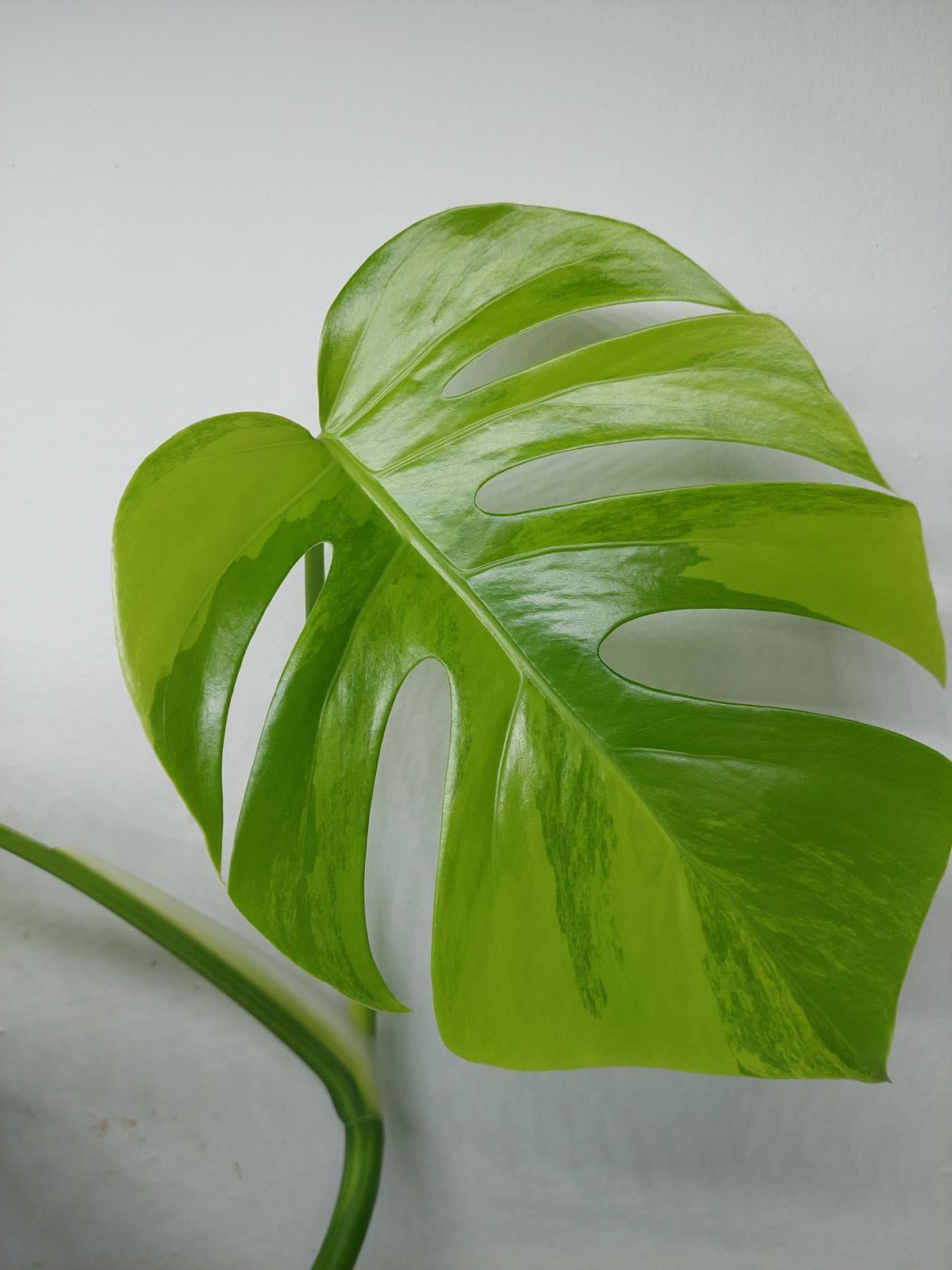 Monstera Aurea Variegata