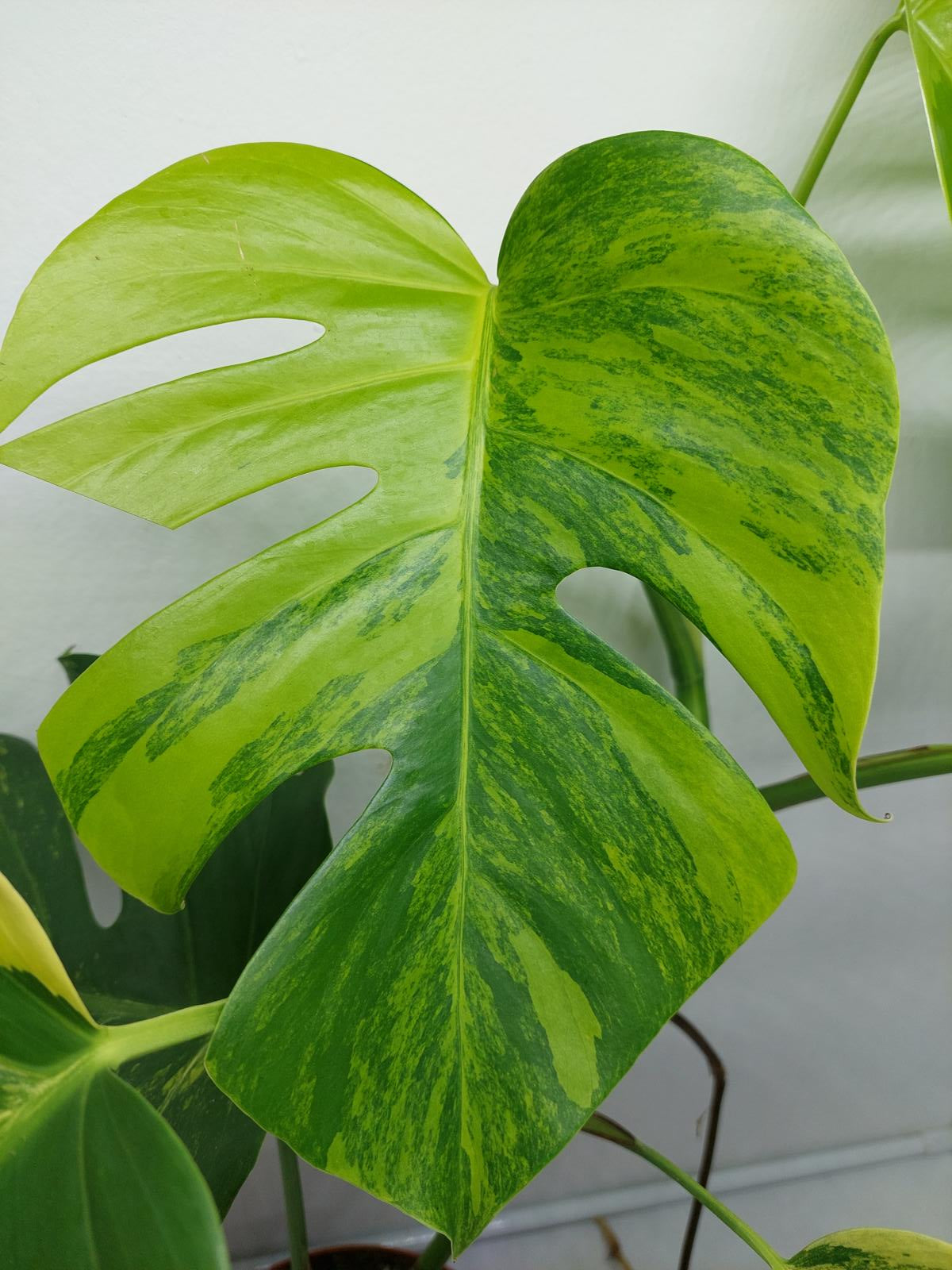 Monstera Aurea Variegata