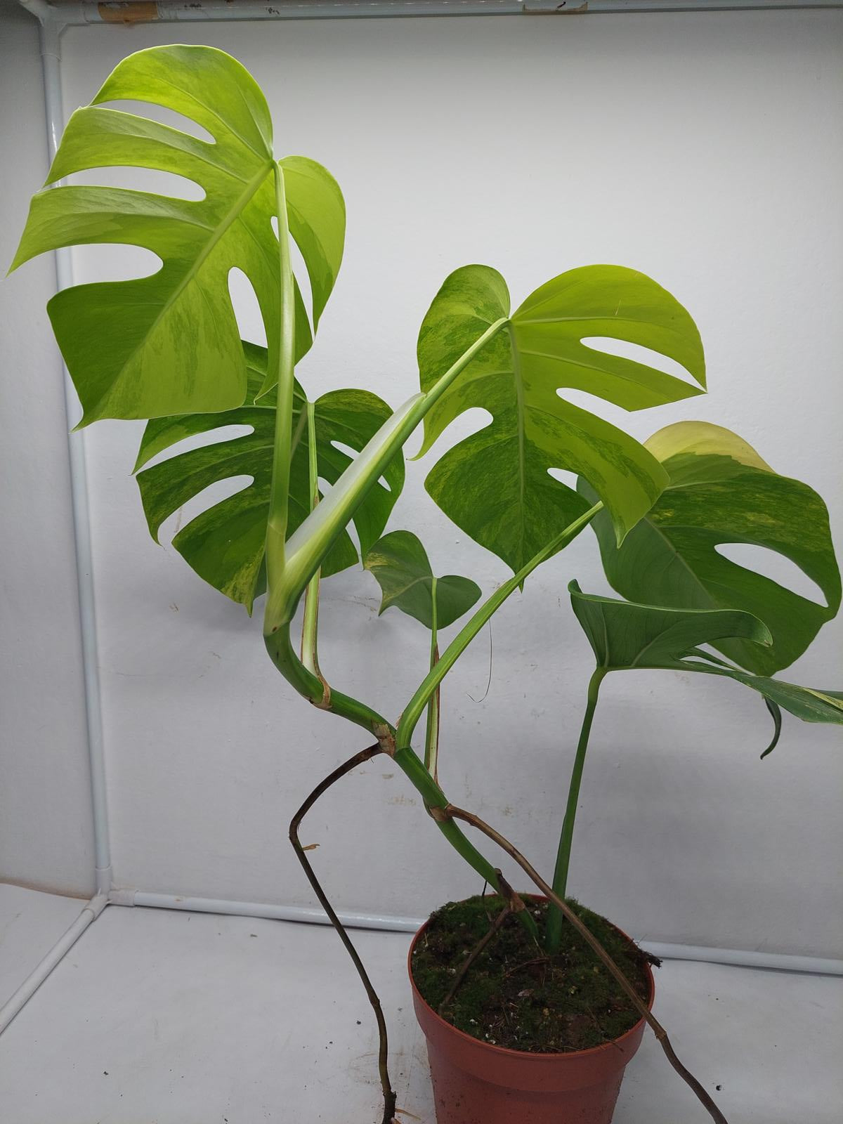 Monstera Aurea Variegata