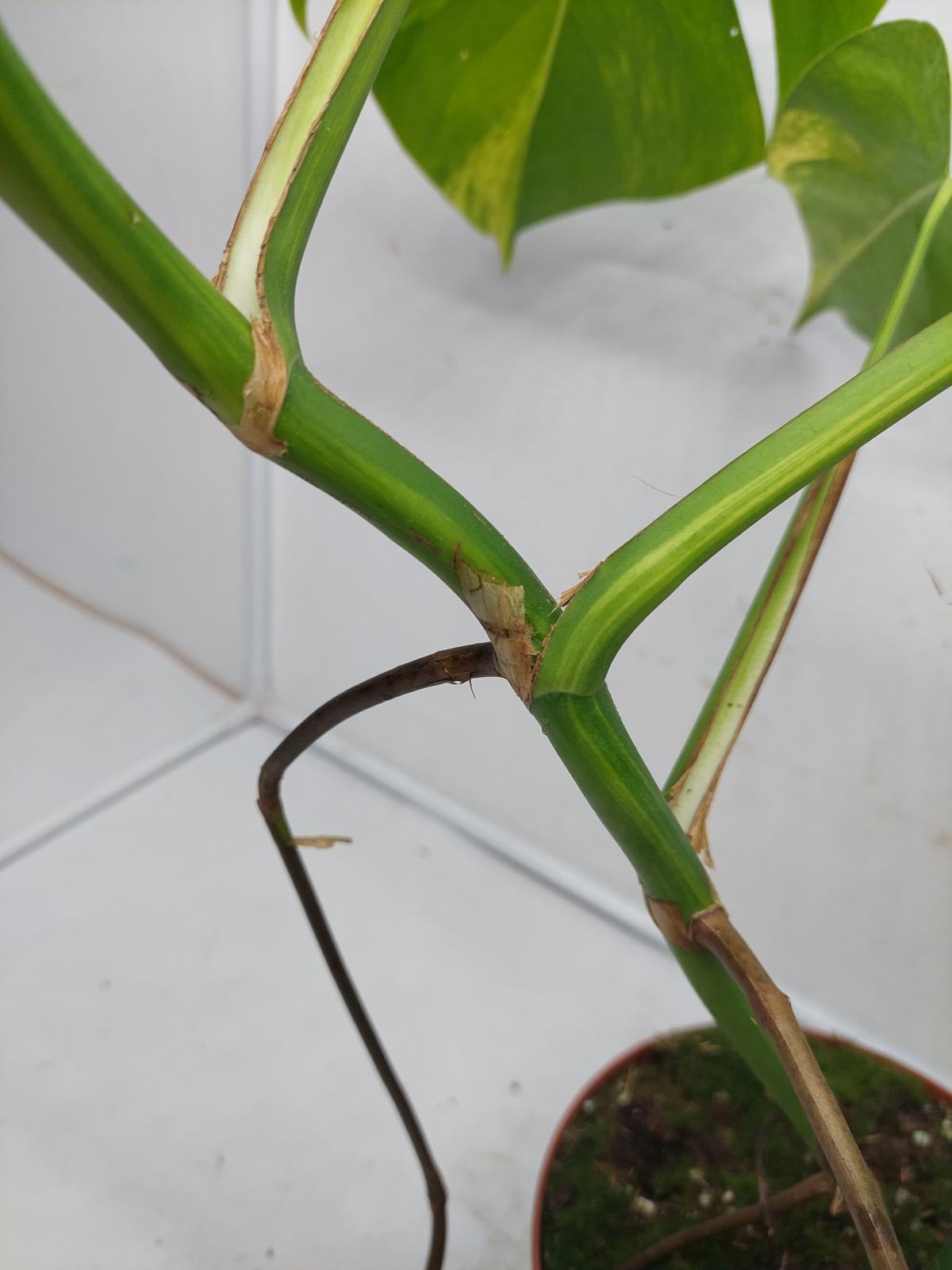 Monstera Aurea Variegata