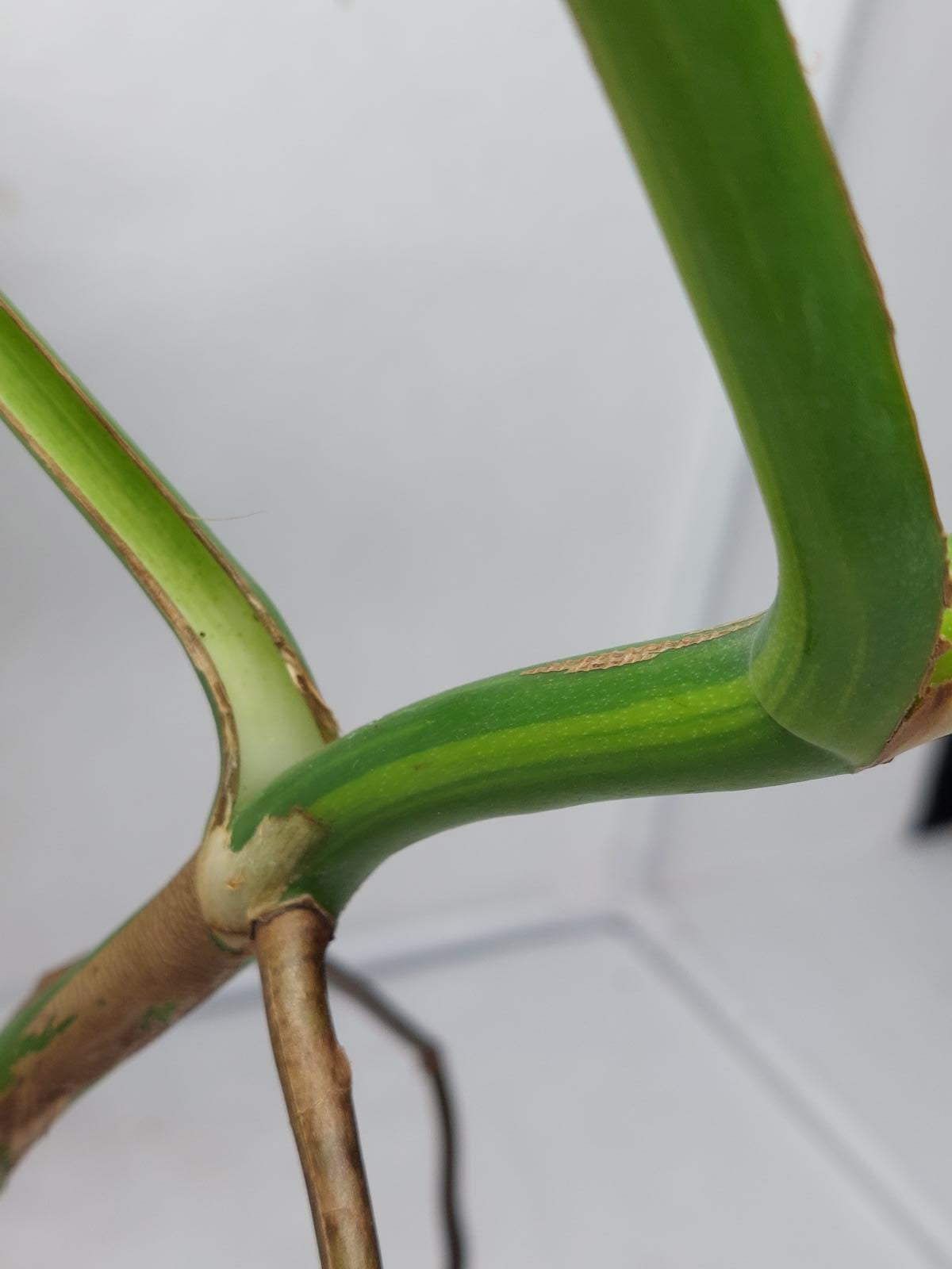 Monstera Aurea Variegata