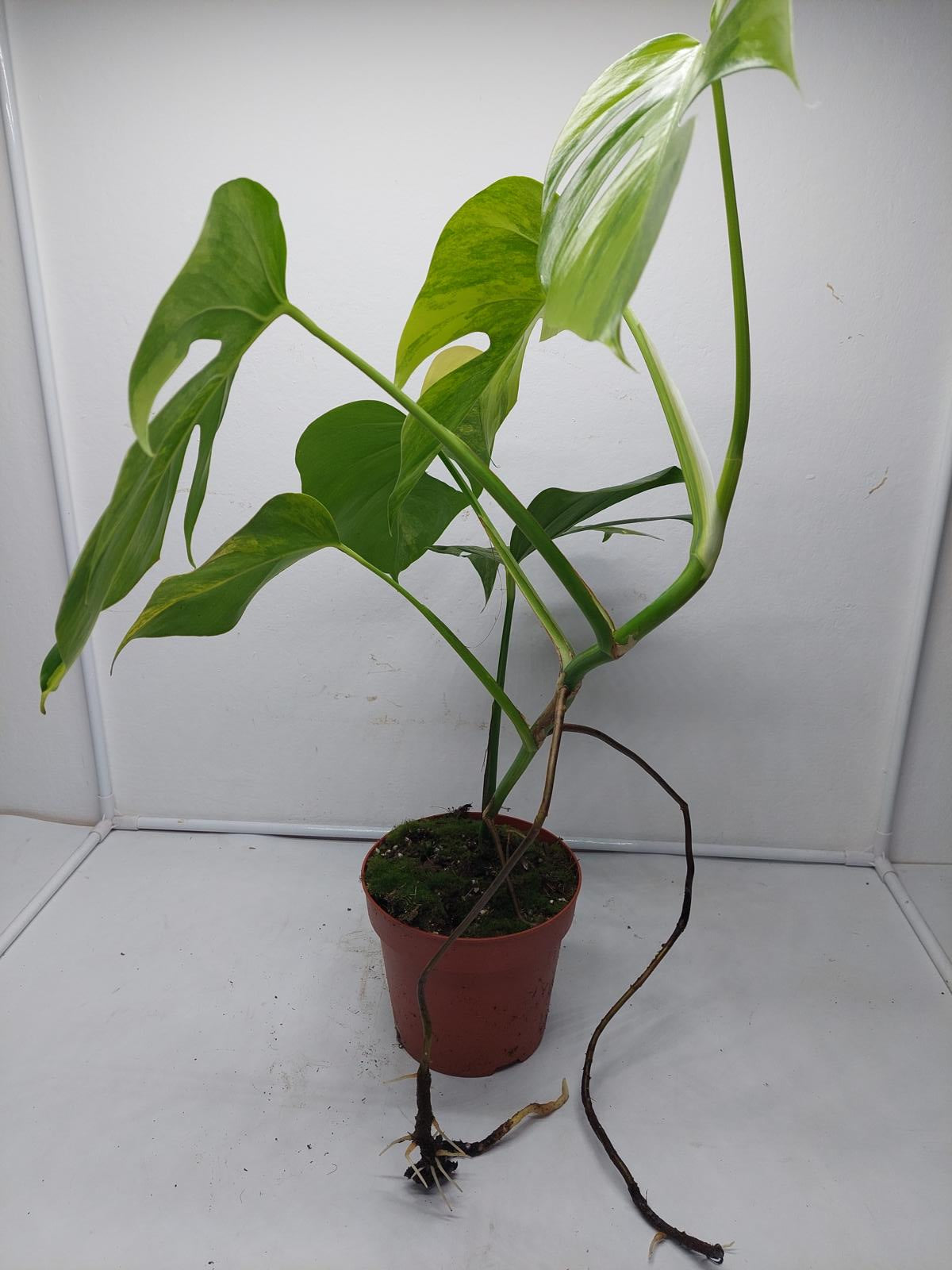 Monstera Aurea Variegata