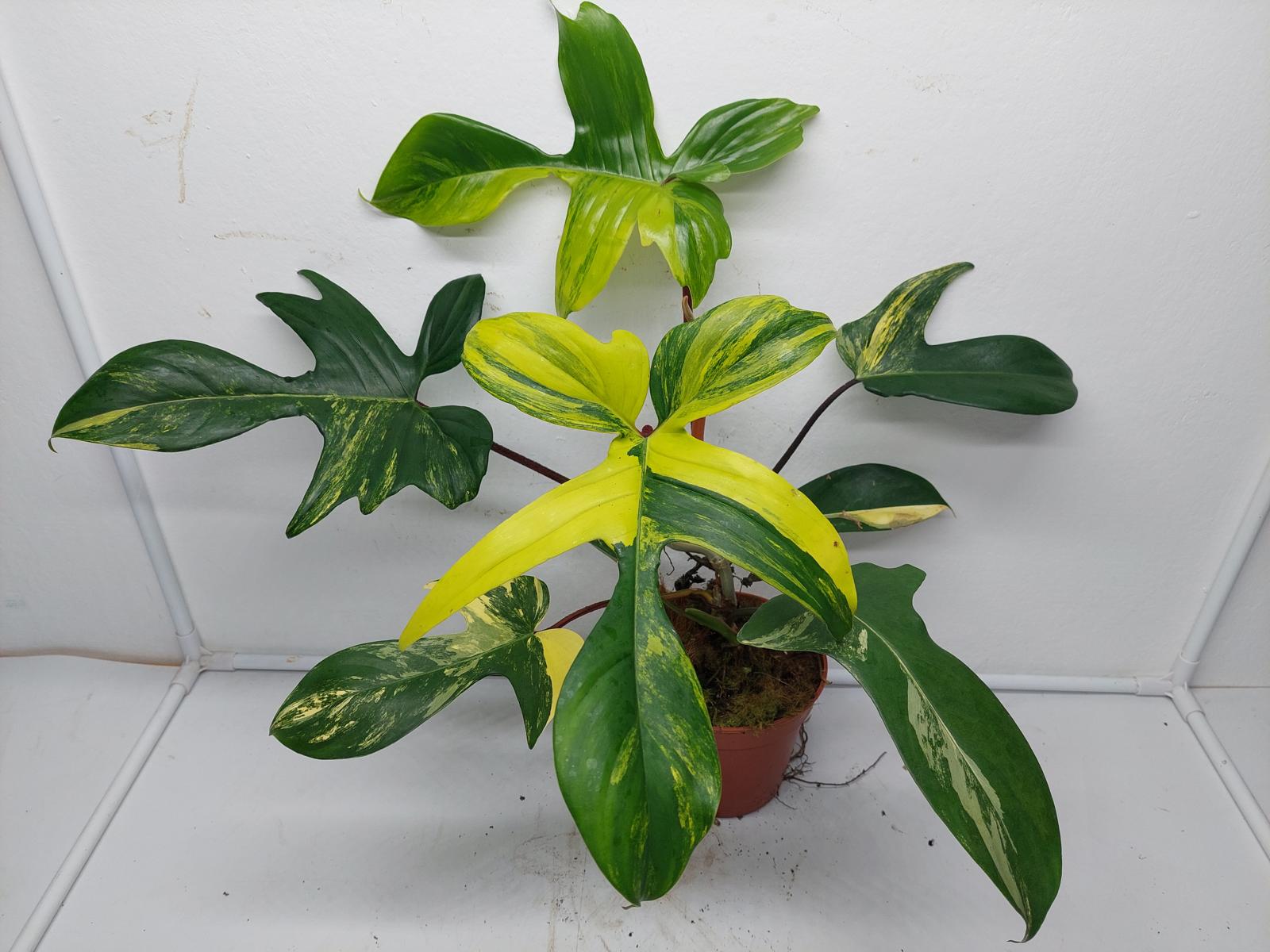 Philodendron Florida Beauty