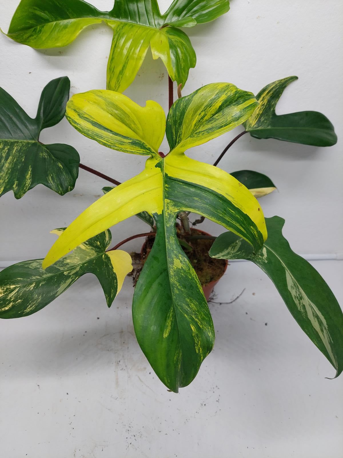 Philodendron Florida Beauty