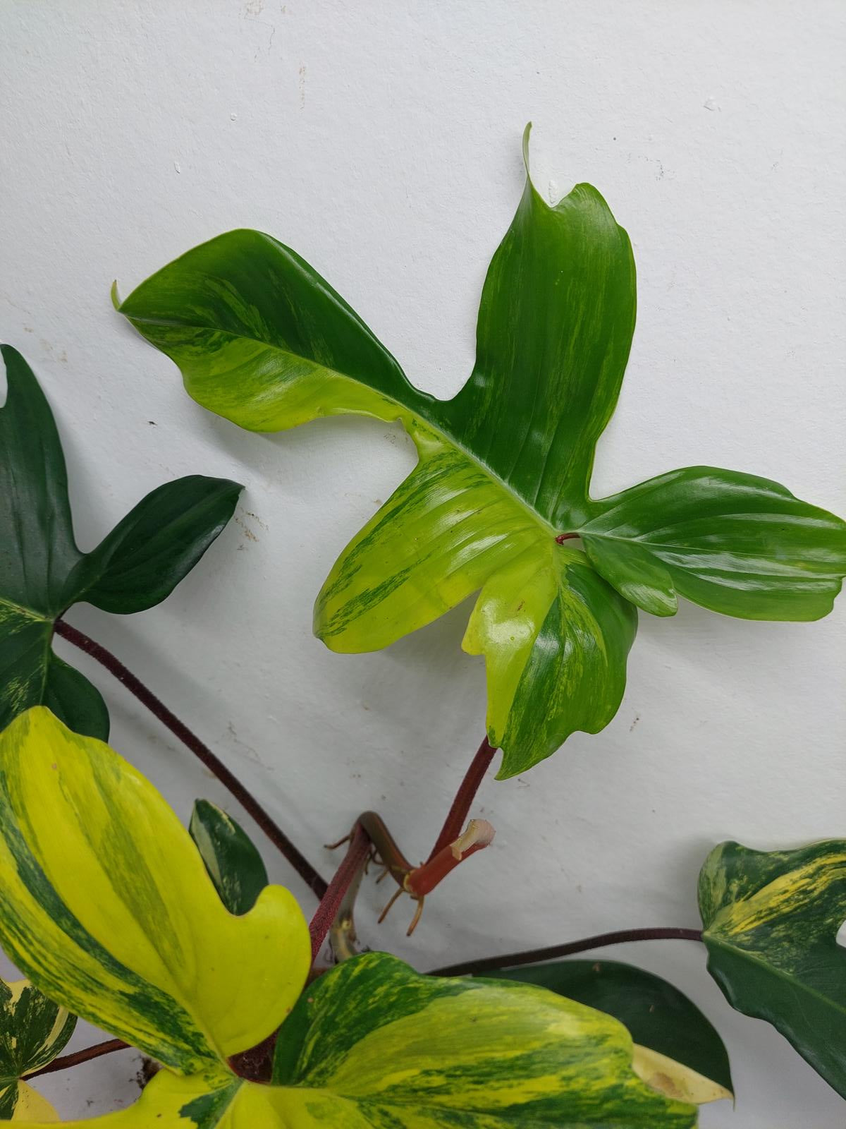 Philodendron Florida Beauty