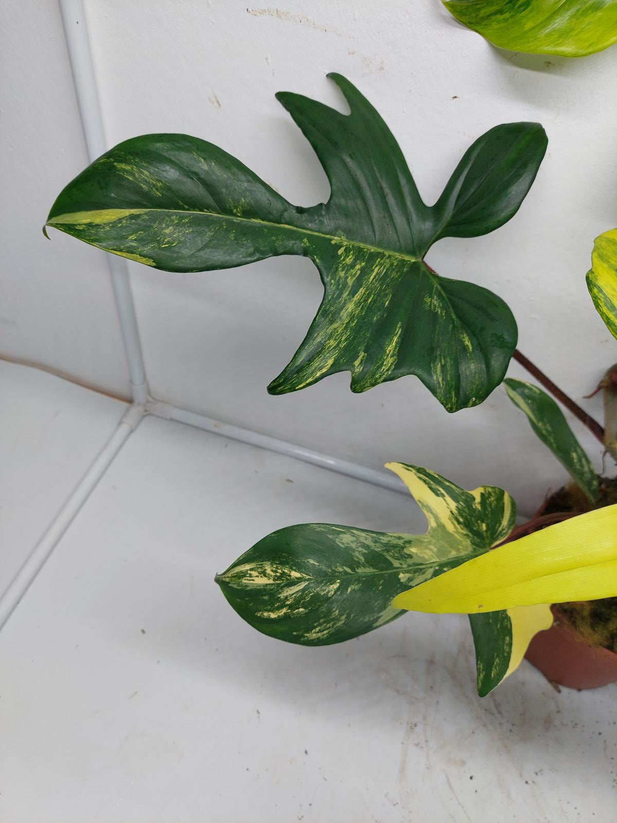 Philodendron Florida Beauty