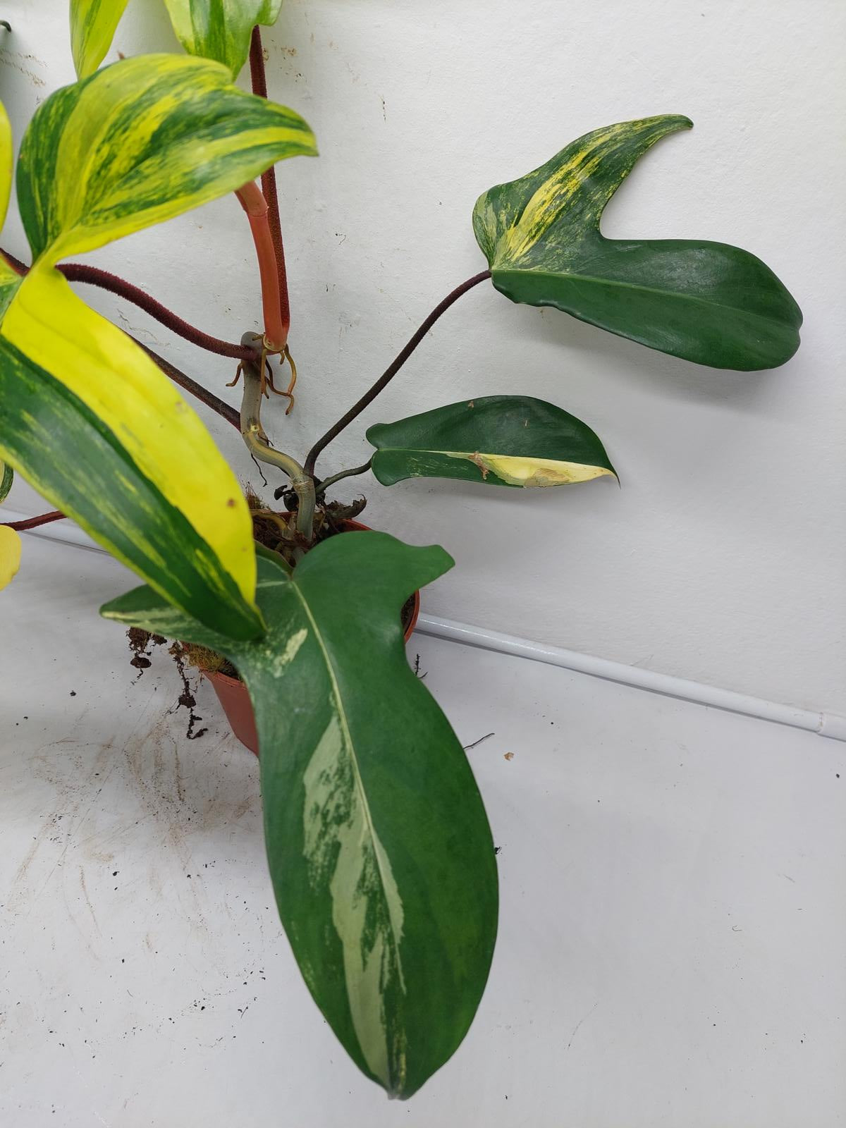 Philodendron Florida Beauty