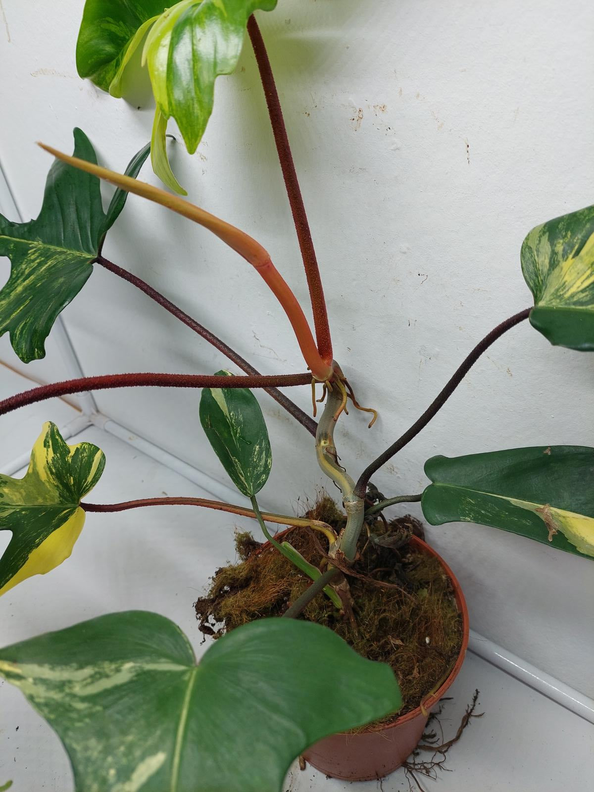 Philodendron Florida Beauty