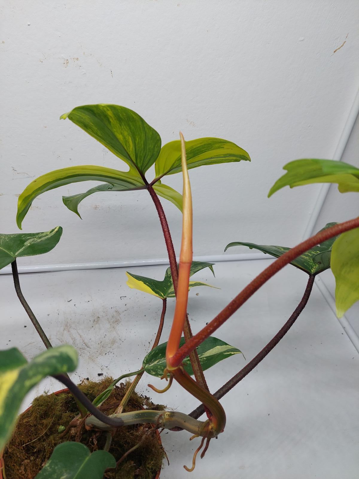 Philodendron Florida Beauty