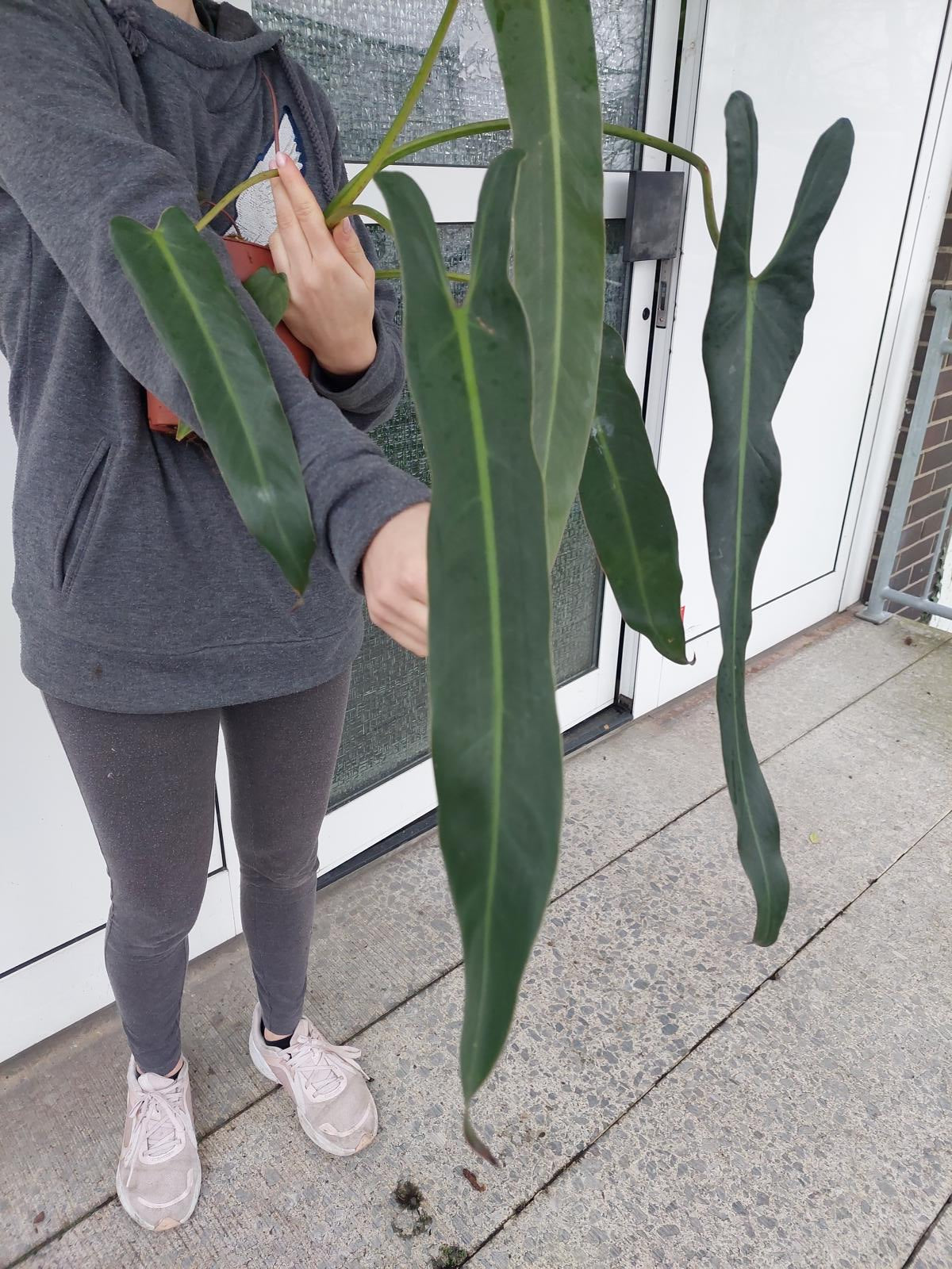 Philodendron Spiritus Sancti groß