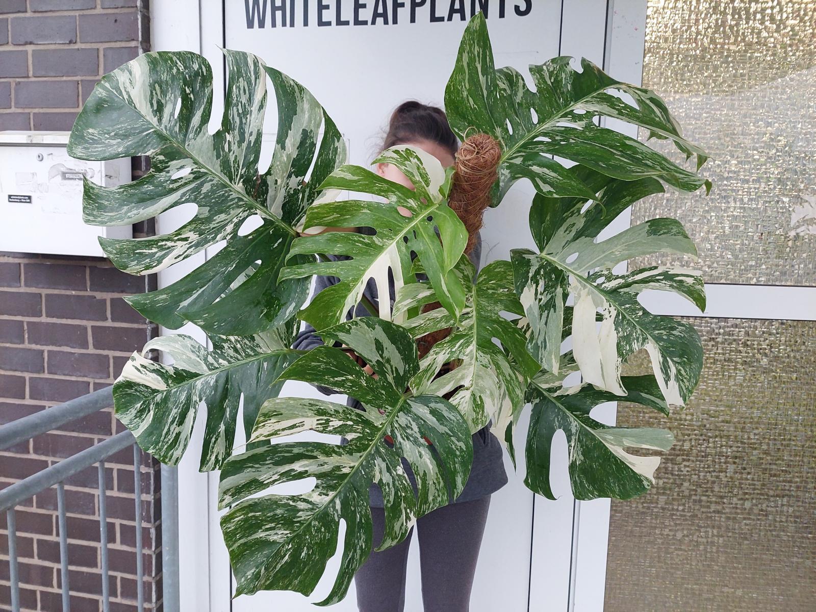 Monstera Variegata buschig