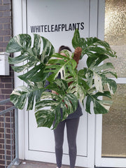 Monstera Variegata buschig