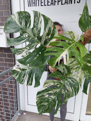 Monstera Variegata buschig