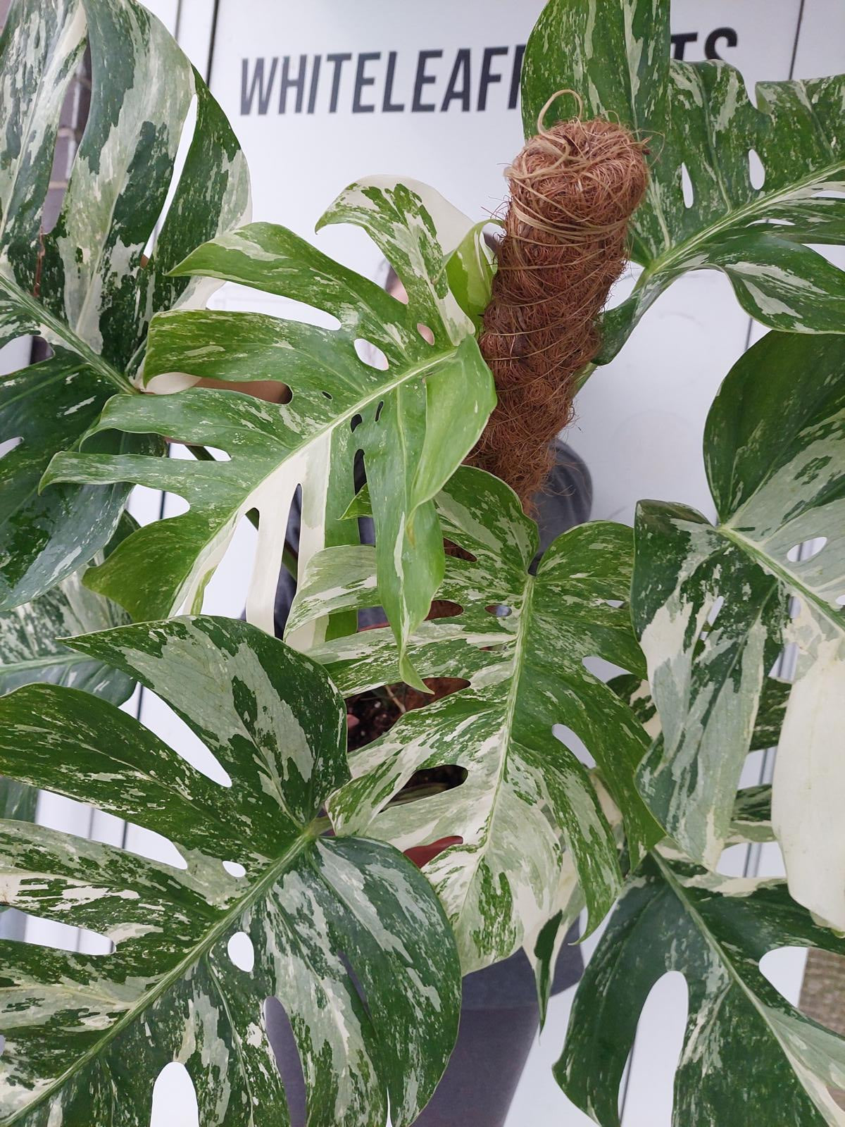 Monstera Variegata buschig